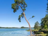 Schlanke Kiefer am Ufer des Großen Ostersees
